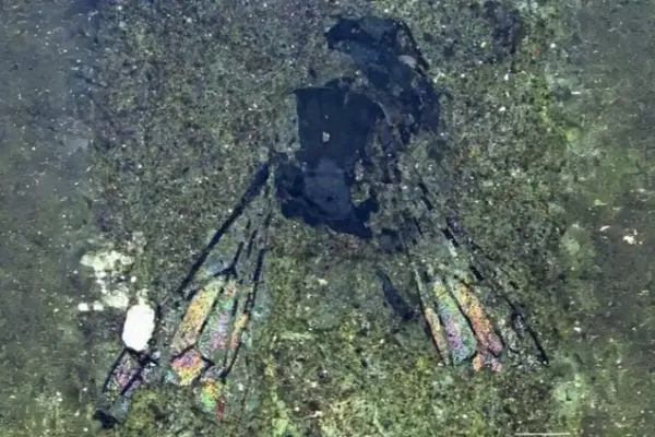Fosil Lebah 14,6 Juta Tahun Terungkap, Petunjuk Baru Zealandia Fosil Lebah