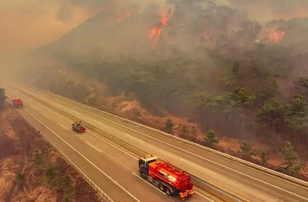 Kebakaran Hutan di Korea Selatan Tewaskan 16 Orang, 10 Lainnya Luka Kebakaran Hutan Korsel