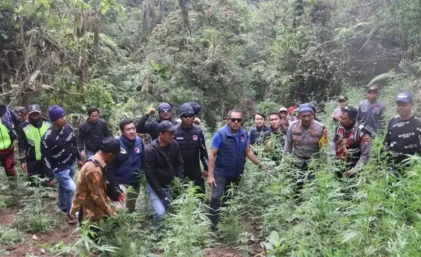 Kronologi Penemuan 59 Ladang Ganja di Bromo, 4 Warga Jadi Tersangka Ladang Ganja