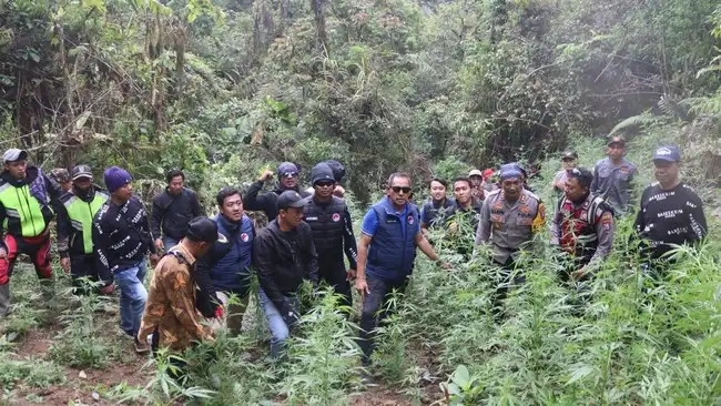 Ladang-Ganja