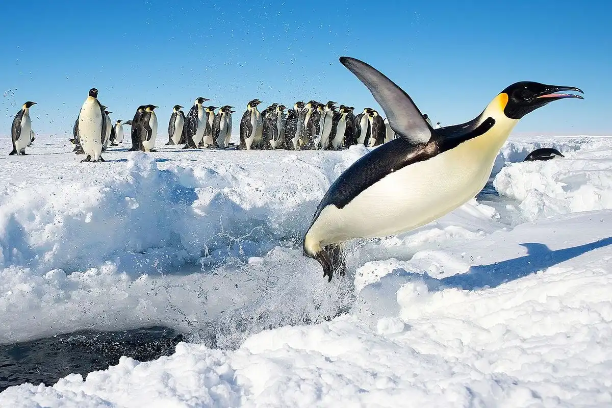 Penguin-Kaisar