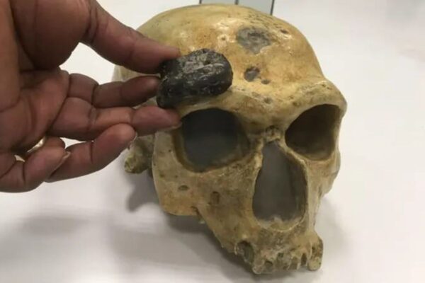 Fosil Homo Erectus di Selat Madura: Bukti Kehidupan Purba di Benua Sundaland Fosil Homo Erectus