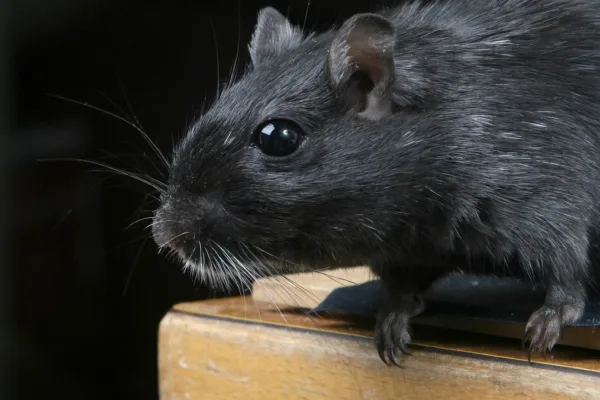 Tikus Sebesar Kucing Teror Kamar Hotel Mewah Ilustrasi Tikus