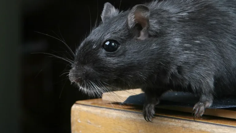 Ilustrasi-Tikus