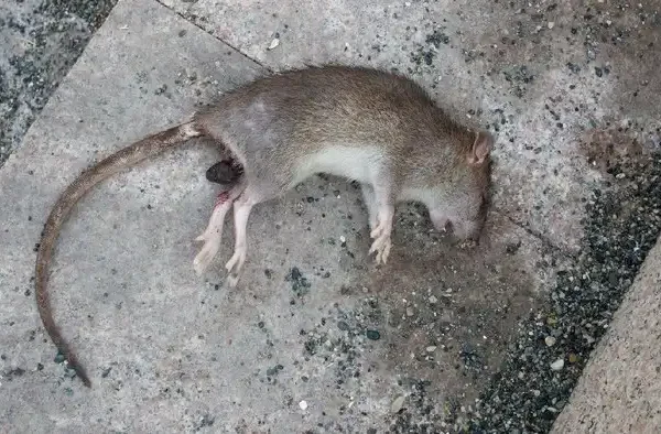 Cara Cepat Hilangkan Bau Bangkai Tikus di Rumah Ilustrasi Bangkai Tikus