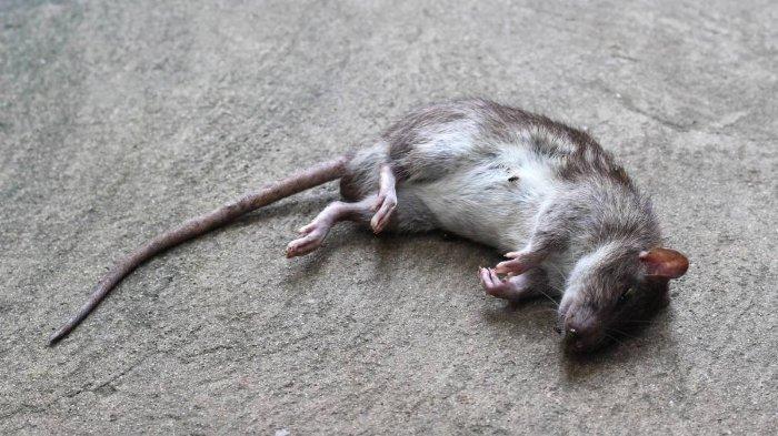 Ilustrasi-Bangkai-Tikus
