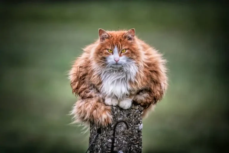 Ilustrasi kucing memanjat