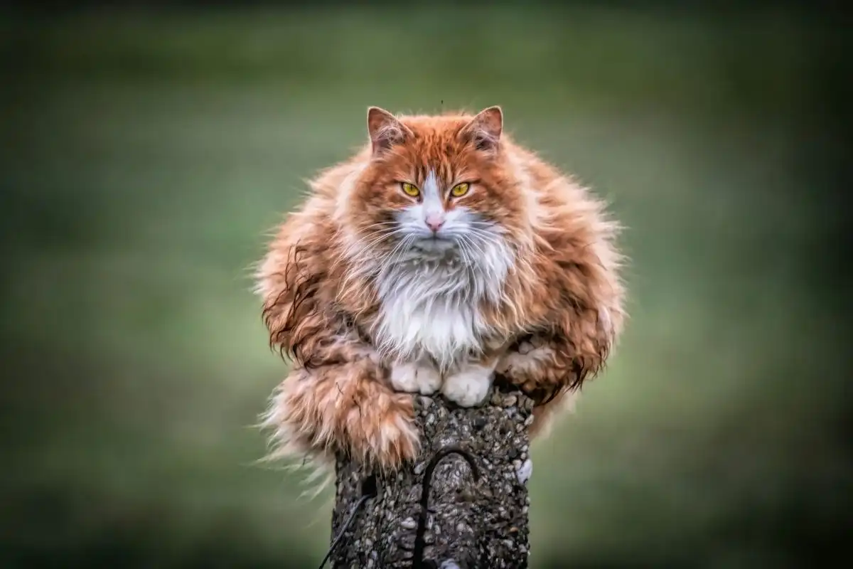 Ilustrasi kucing memanjat