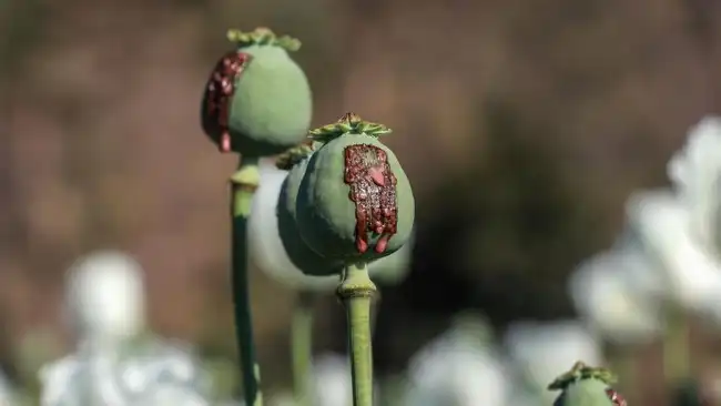 Ilustrasi opium