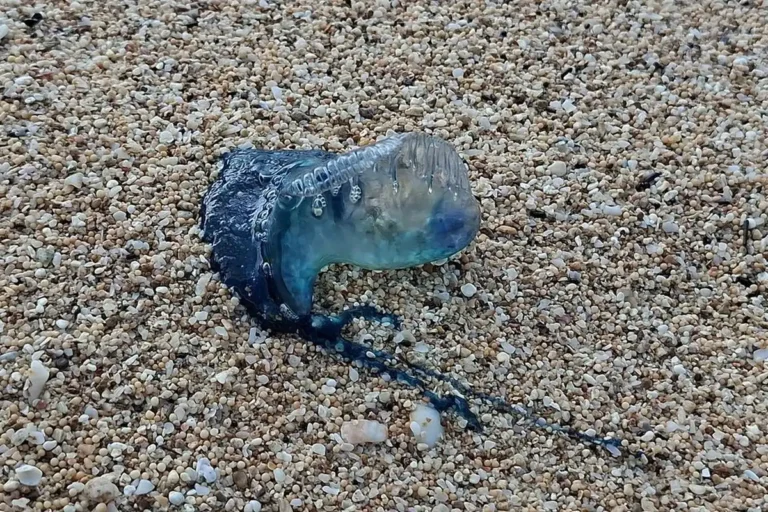 Ubur-ubur di Pantai Selatan Gunungkidul