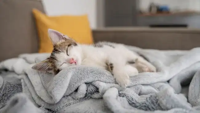 Ilustrasi kucing tidur