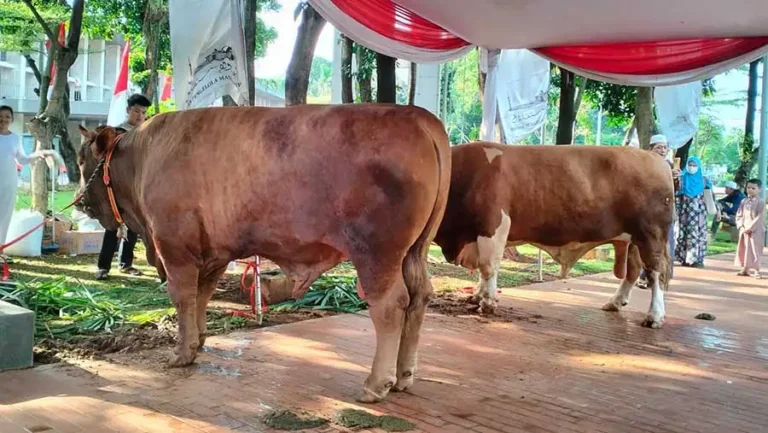 Ilustrasi Sapi