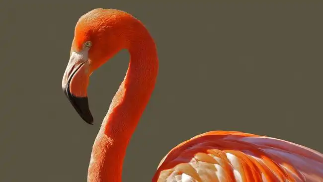 Burung flamingo