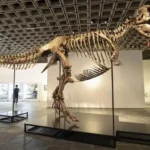 Fosil kerangka T-Rex
