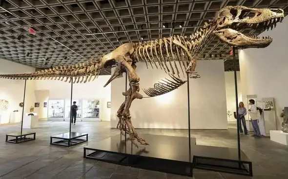 Fosil kerangka T-Rex