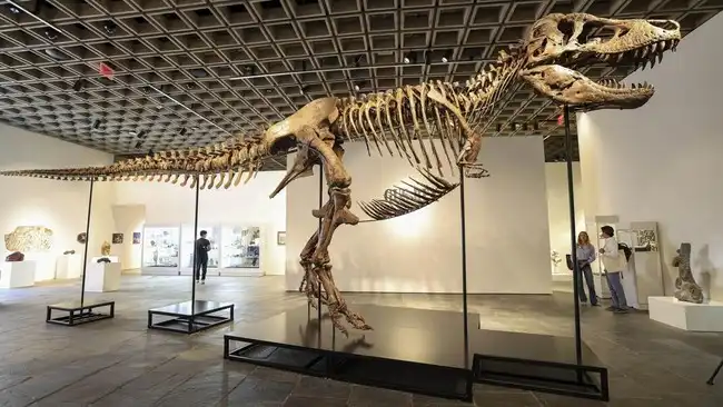 Fosil kerangka T-Rex