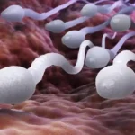 Ilustrasi Sperma