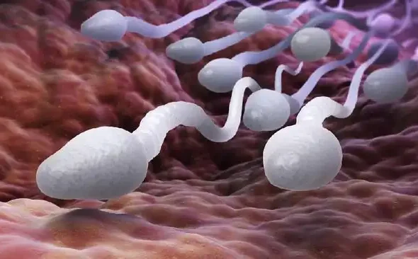 Ilustrasi Sperma
