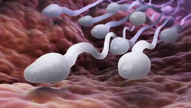 Ilustrasi Sperma
