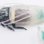 Kecoa Cyborg