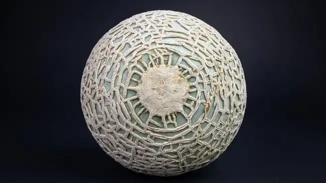 Melon Yubari King