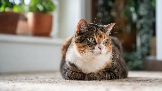 Kucing