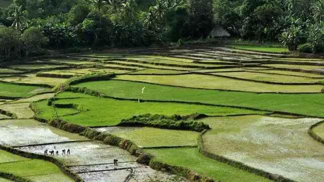 Pemandangan sawah di Sumba