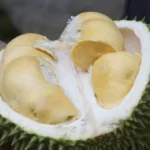 Petani durian di Chanthaburi memakai AI untuk durian Thailand dengan kamera dan sensor di kebun]