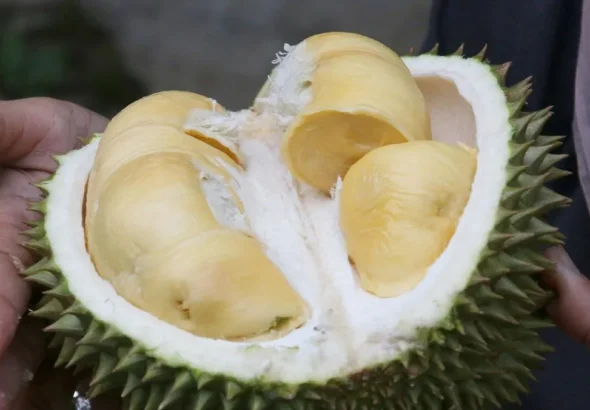 Petani durian di Chanthaburi memakai AI untuk durian Thailand dengan kamera dan sensor di kebun]