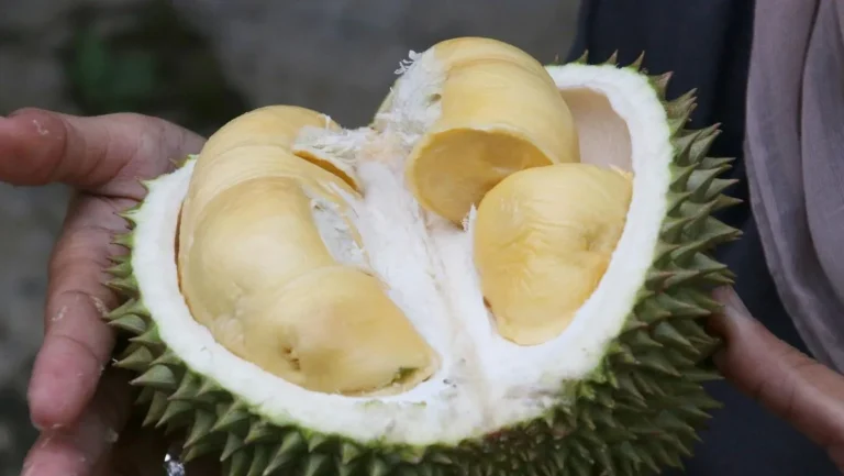 Petani durian di Chanthaburi memakai AI untuk durian Thailand dengan kamera dan sensor di kebun]