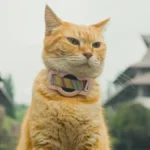Air liur kucing dan risiko infeksi bagi manusia