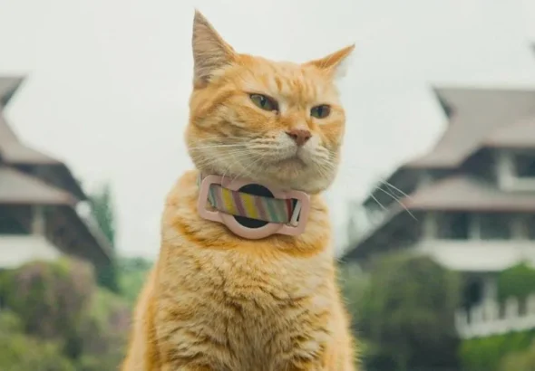 Air liur kucing dan risiko infeksi bagi manusia