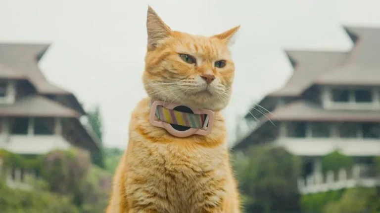 Air liur kucing dan risiko infeksi bagi manusia