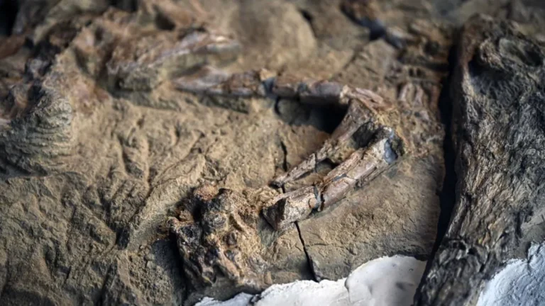 Fosil buaya Piramida Giza ditemukan di tambang batu dekat Sphinx Mesir]