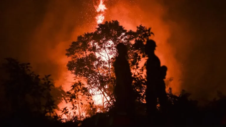 Petugas memadamkan karhutla Jambi di Taman Nasional Berbak Sembilang