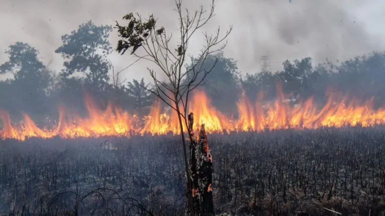 Penanganan korporasi biang karhutla Sumsel