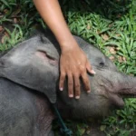 Anak gajah sumatra yang mati di kawasan konsesi PT LAJ di Tebo, Jambi, sedang diselidiki BKSDA]