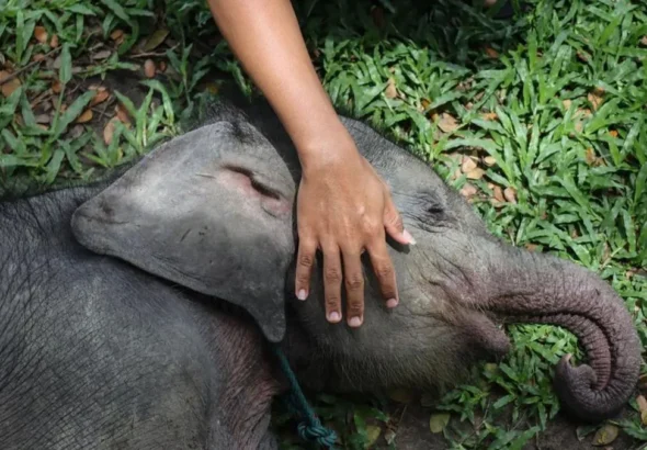 Anak gajah sumatra yang mati di kawasan konsesi PT LAJ di Tebo, Jambi, sedang diselidiki BKSDA]