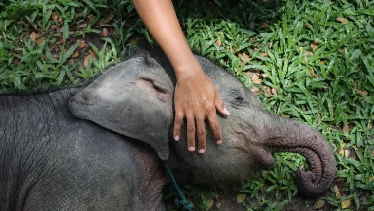 Anak gajah sumatra yang mati di kawasan konsesi PT LAJ di Tebo, Jambi, sedang diselidiki BKSDA]