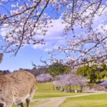 Rusa berkeliaran di Nara Park, Prefektur Nara, Jepang, destinasi wisata populer