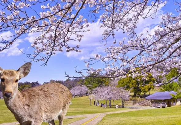 Rusa berkeliaran di Nara Park, Prefektur Nara, Jepang, destinasi wisata populer