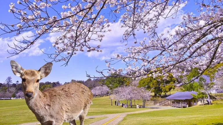 Rusa berkeliaran di Nara Park, Prefektur Nara, Jepang, destinasi wisata populer
