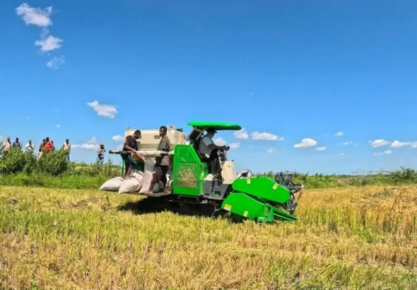 Petani memanen padi di tengah musim kering, Mentan pastikan produksi padi nasional aman