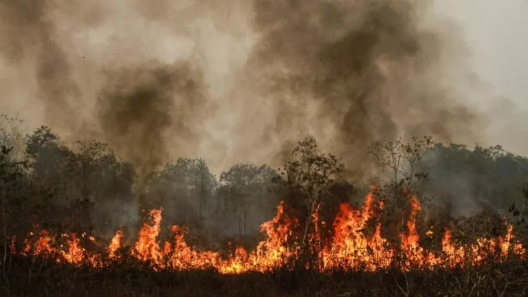 Kebakaran hutan mengancam target iklim Indonesia
