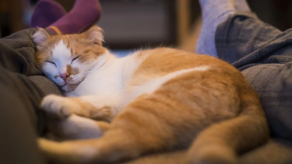 Seekor kucing tidur di samping pemiliknya, ilustrasi tidur dengan kucing]